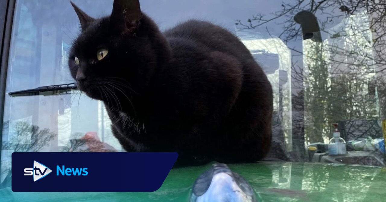 Black cat who greeted visitors at museum for 17 years dies as tributes paid