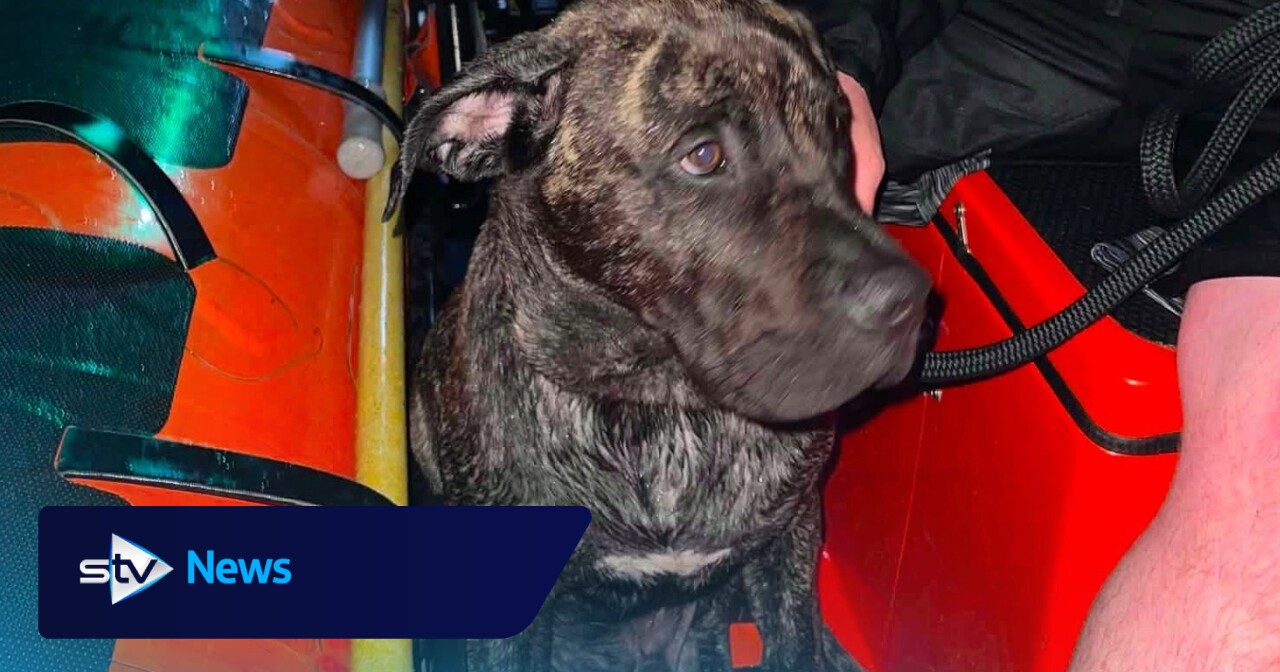 Man and dog found by helicopter after falling from dinghy at Loch Lomond