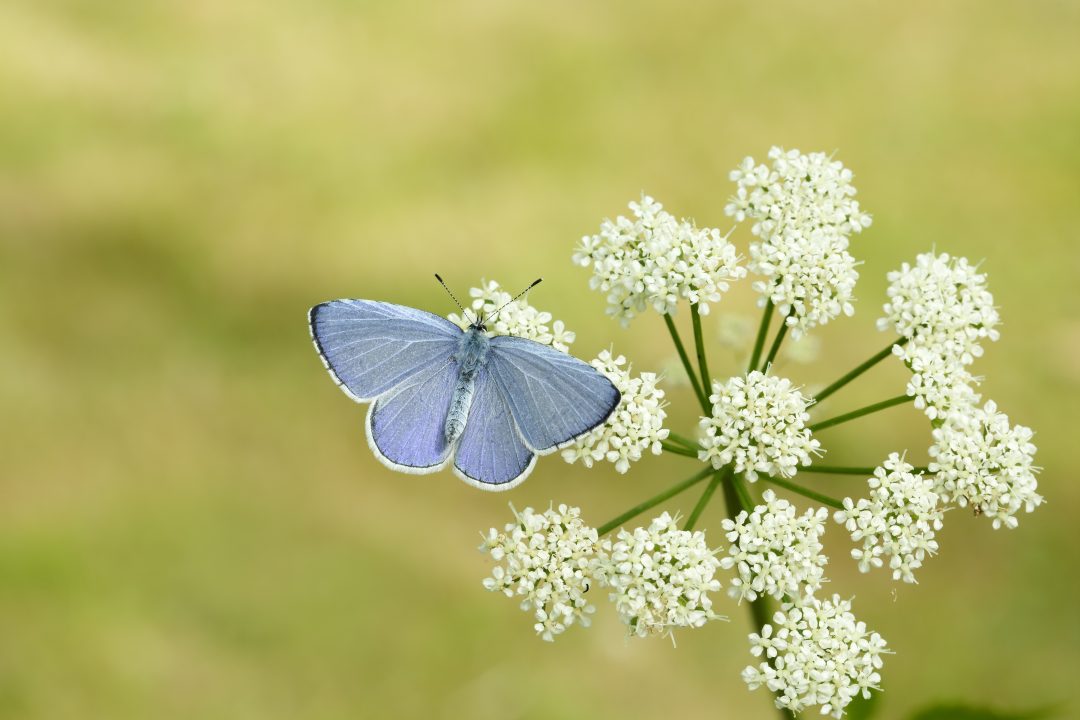 Could Scotland be about to experience a bumper summer of butterflies?
