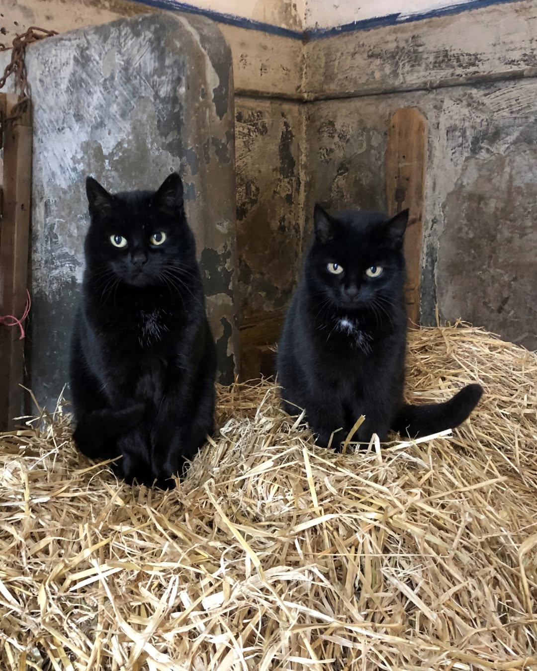 Sweep with her sister Sooty
