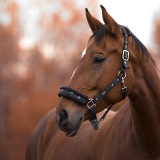 Emaciated ponies and horse euthanised after being found with open sores by Scottish SPCA inspector