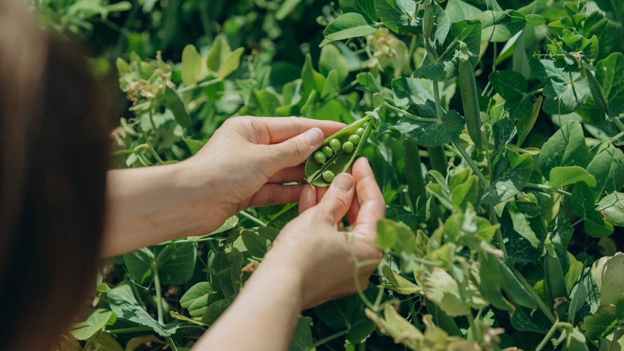How growing peas and beans could help Scottish farmers curb soaring costs