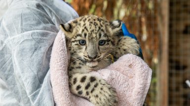 Twin snow leopards born in Highlands confirmed as boy and girl