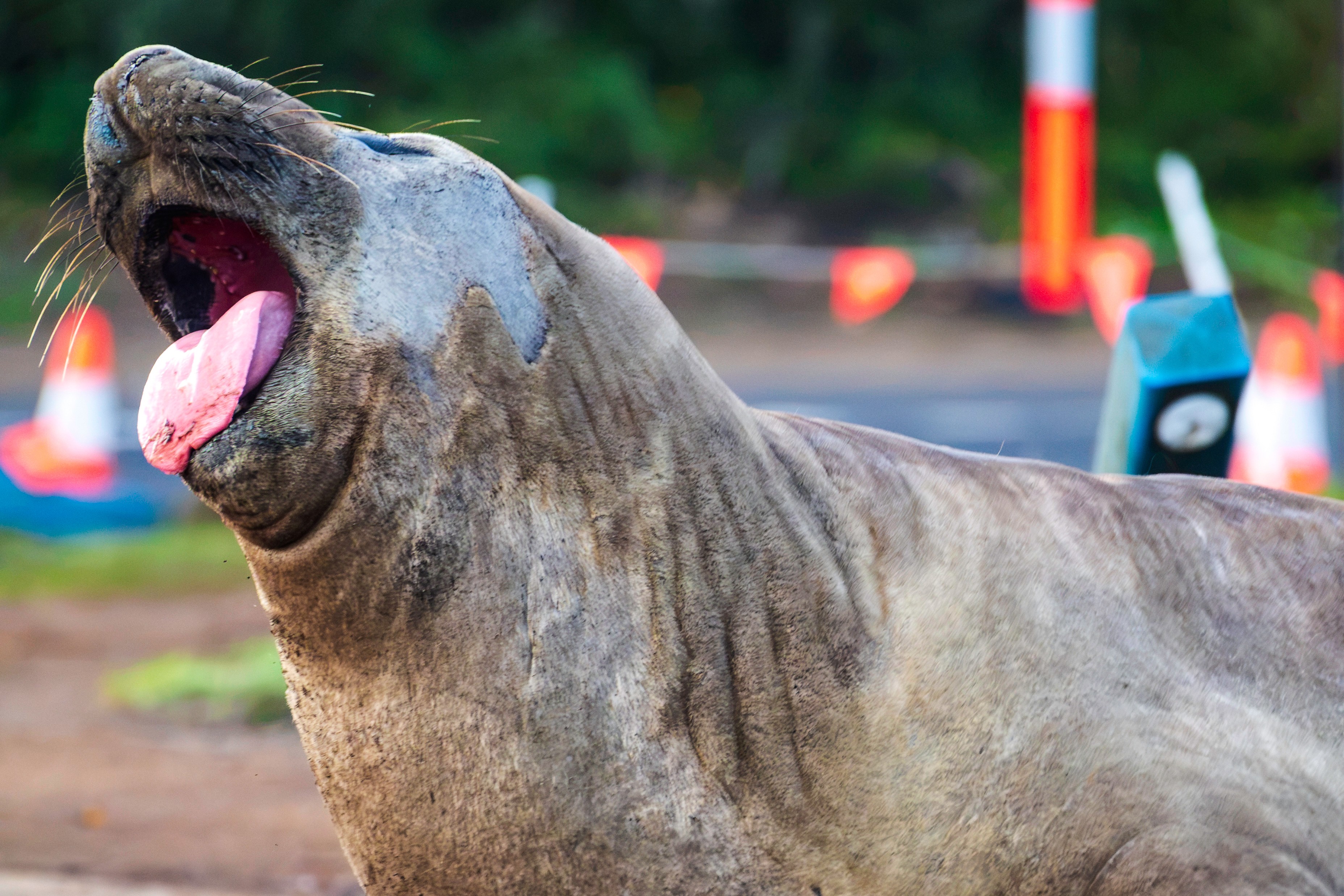 Neil’s antics have seen people projecting an anti-authoritarian attitude onto the animal, but he is a big lad at one tonne