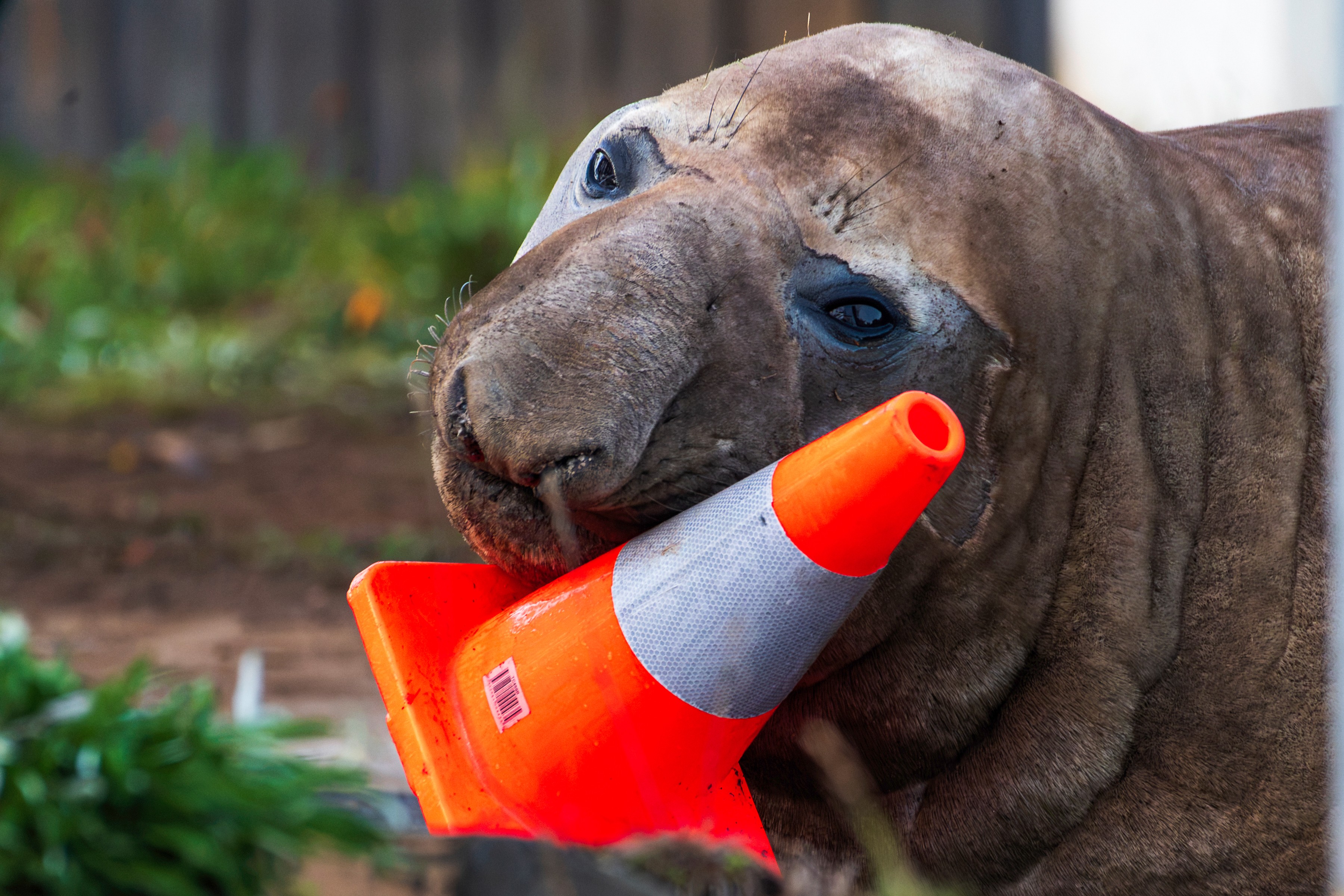 The one-tonne animal is practising for when he fights for dominance with other seals