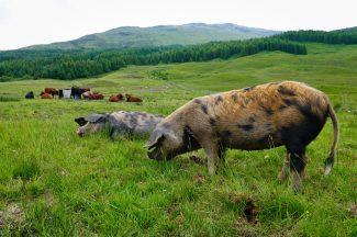 Pig farmers say £2 million government support isn’t enough
