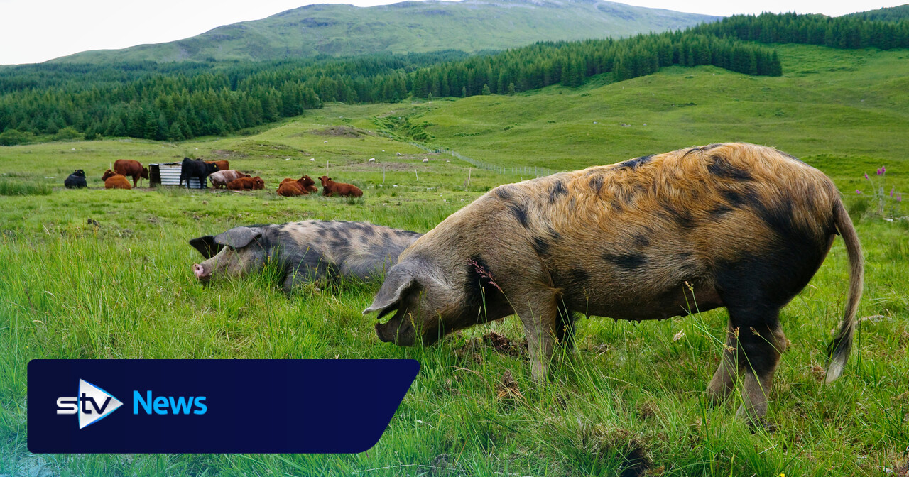Pig farmers say £2 million government support isn’t enough