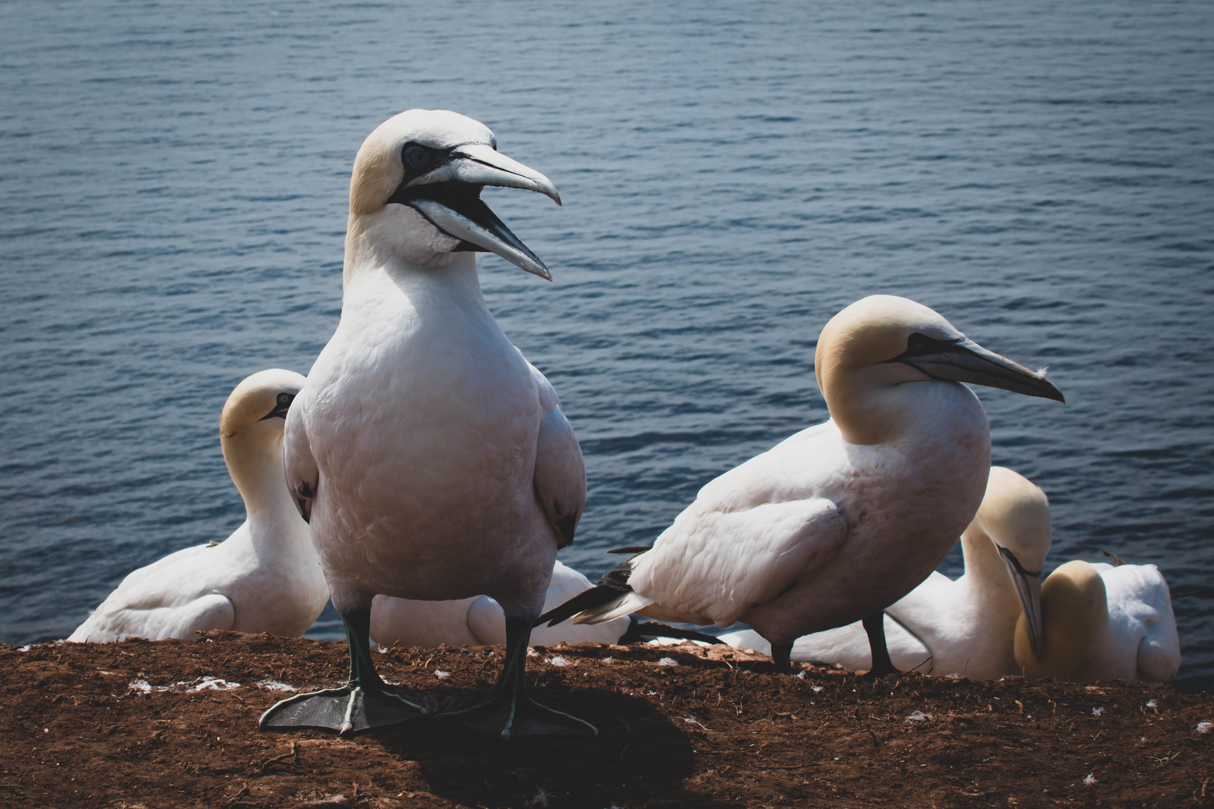 the Guga hunt is carried out on the remote island of Sula Sgeir in the Outer Hebrides