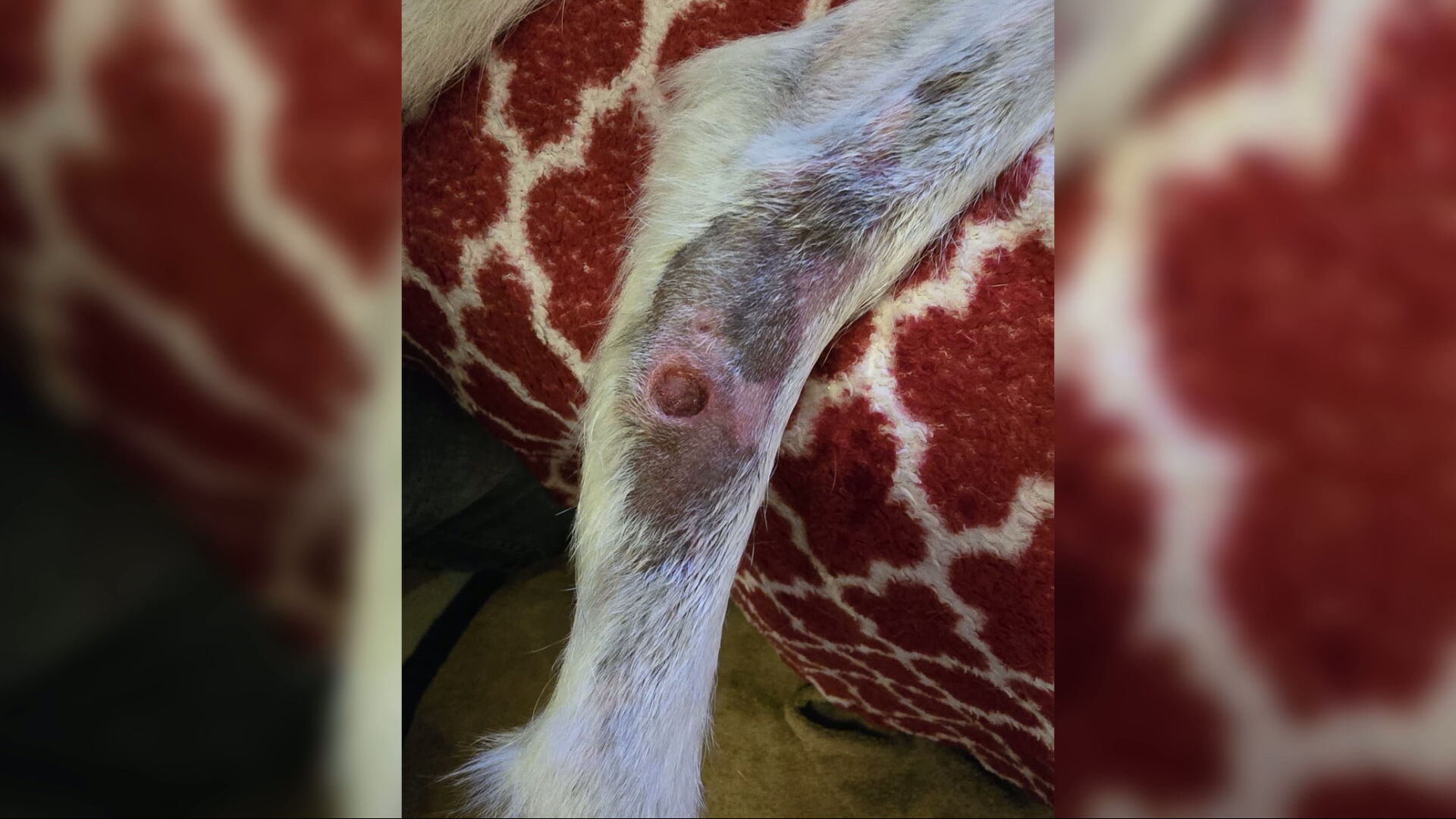 Monty was left with wounds to his legs
