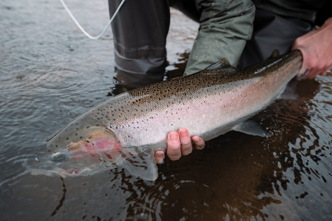Concerns for Atlantic salmon due to water extraction from River Spey