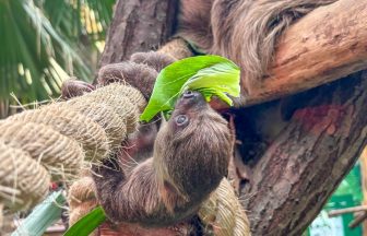 Scotland’s first baby sloth at Edinburgh Zoo, named after David Attenborough, takes first ‘steps’