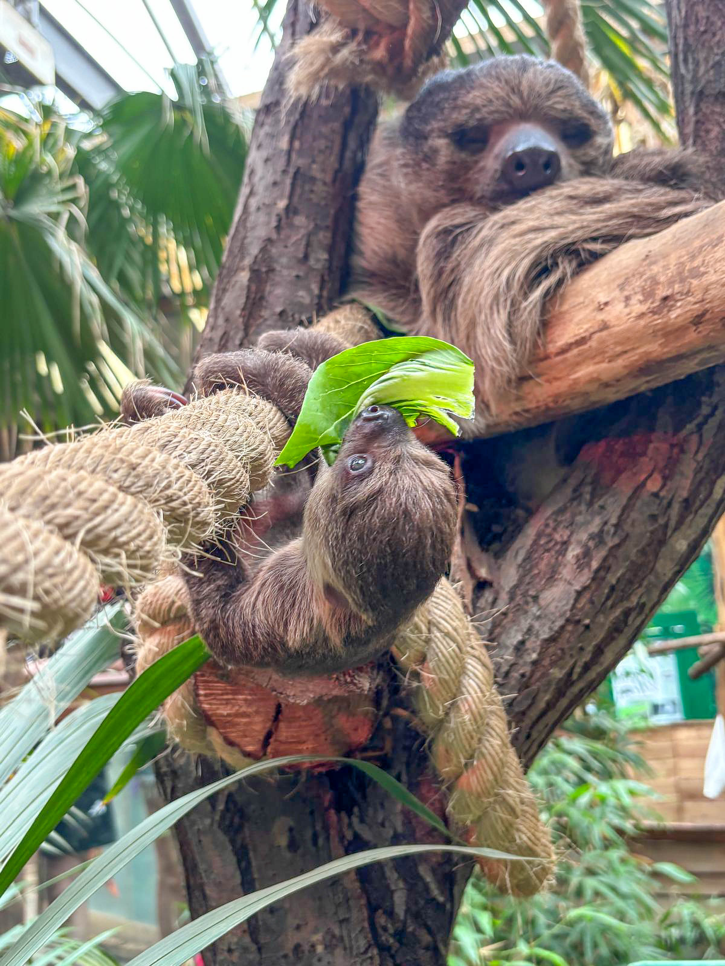 Atty, Scotland’s first-ever baby sloth, has taken his first ‘steps’ away from his mum at Edinburgh Zoo.