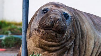 Fans urged to respect privacy of one-tonne seal who respects nothing