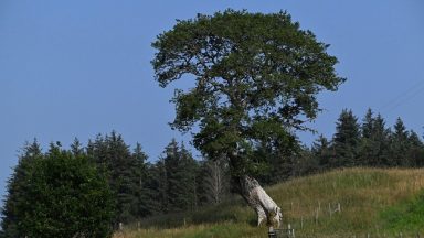 Trees in Scotland that survived lightning strikes shortlisted for Tree of the Year award