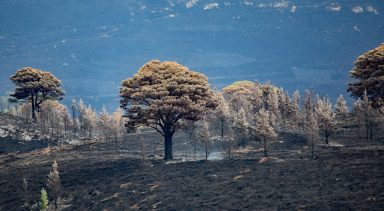 Hundreds of trees felled and bulldozed in race to stop Cairngorms wildfire spread