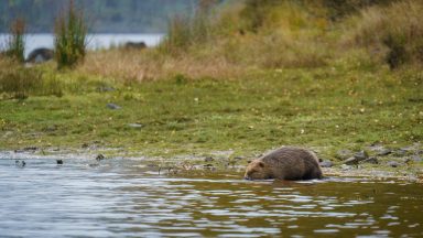 Baby beavers born in Scotland for the first time in 400 years