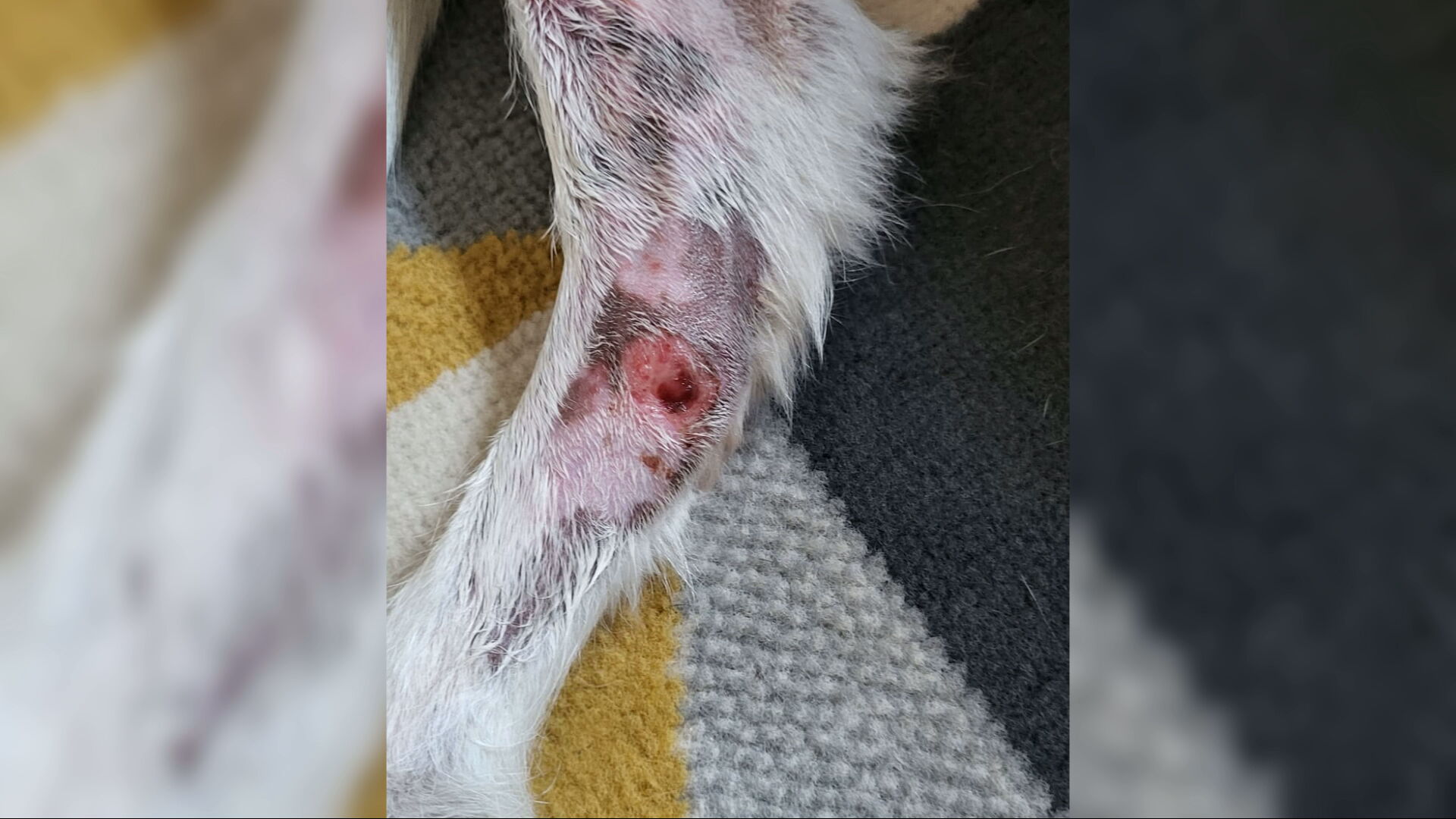 An SSPCA investigation found dogs were crammed into cages at the property