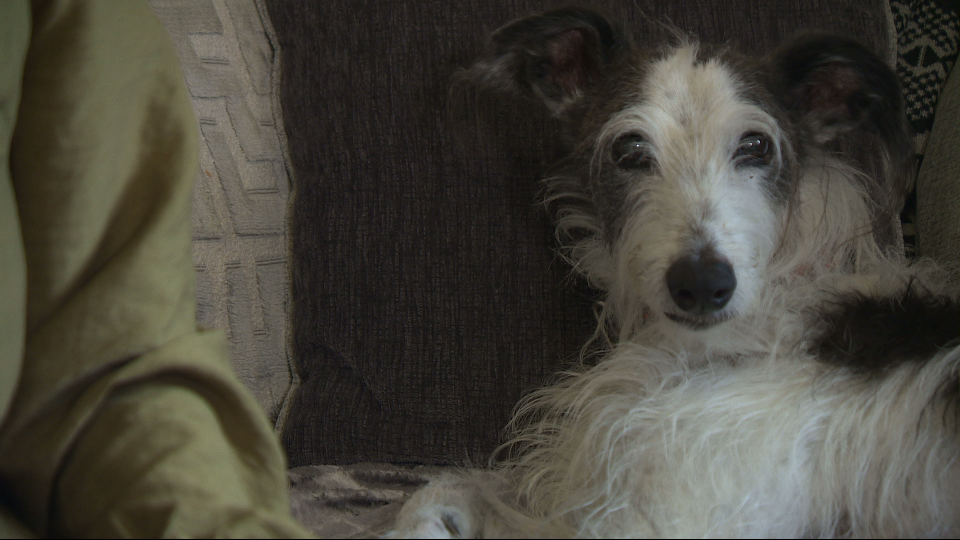 Twelve-year-old Monty