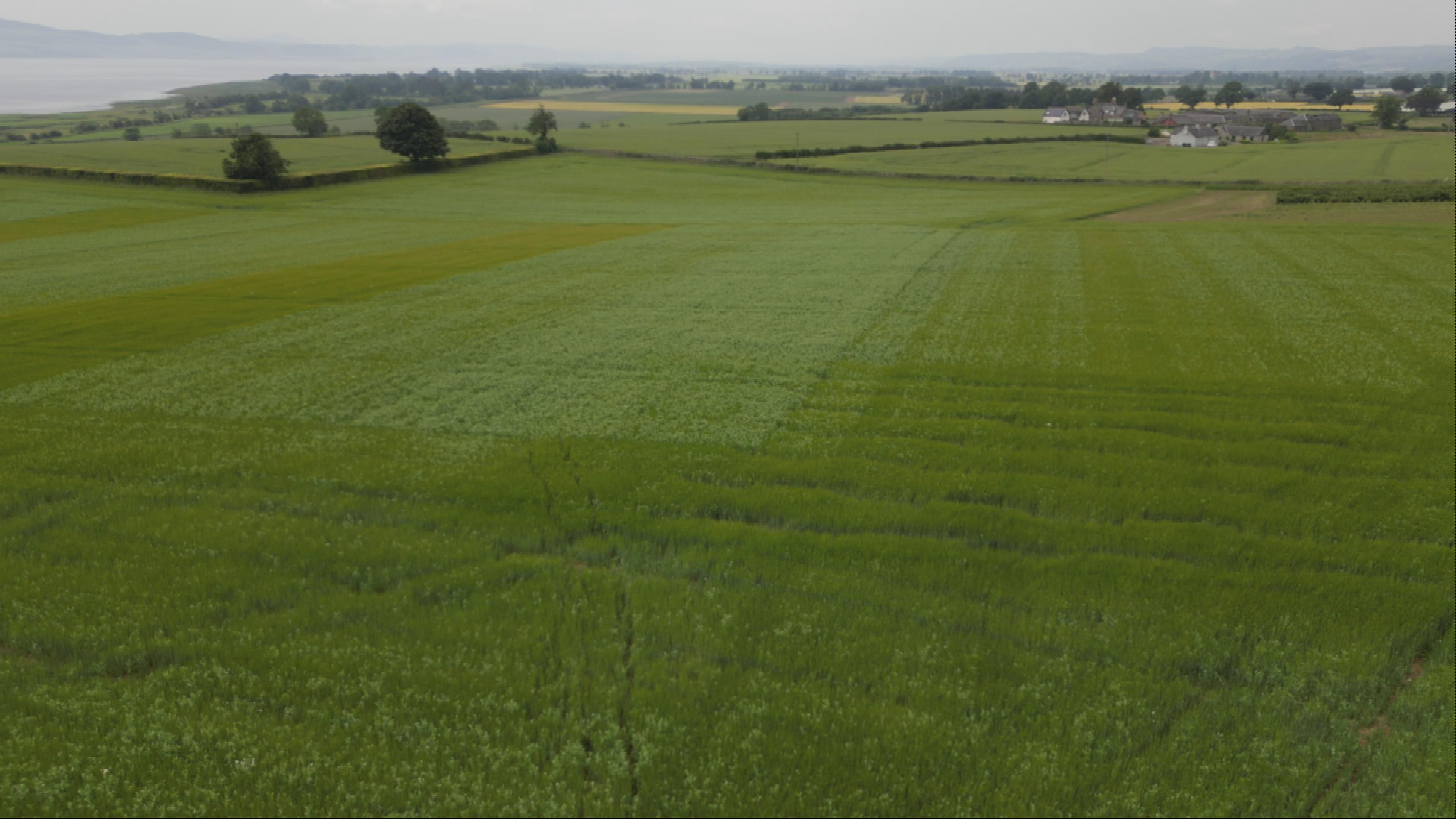 Drone shots of fields growing peas in Invergowrie