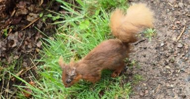 Deadly squirrelpox confirmed in Scottish red squirrels in Clackmannanshire