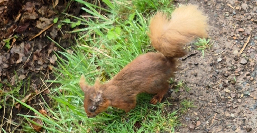 Deadly squirrelpox confirmed in Scottish red squirrels in Clackmannanshire