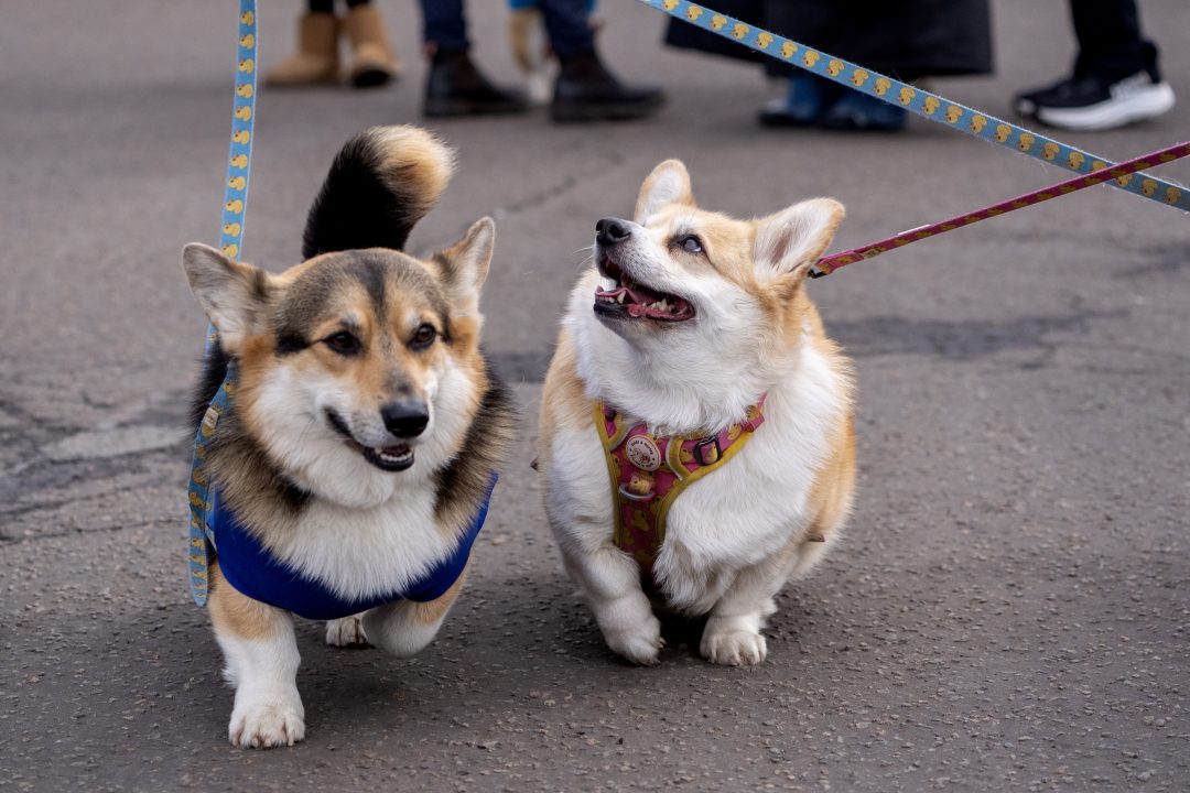 Scottish animal hospital first in UK to offer dogs new sting immunotherapy