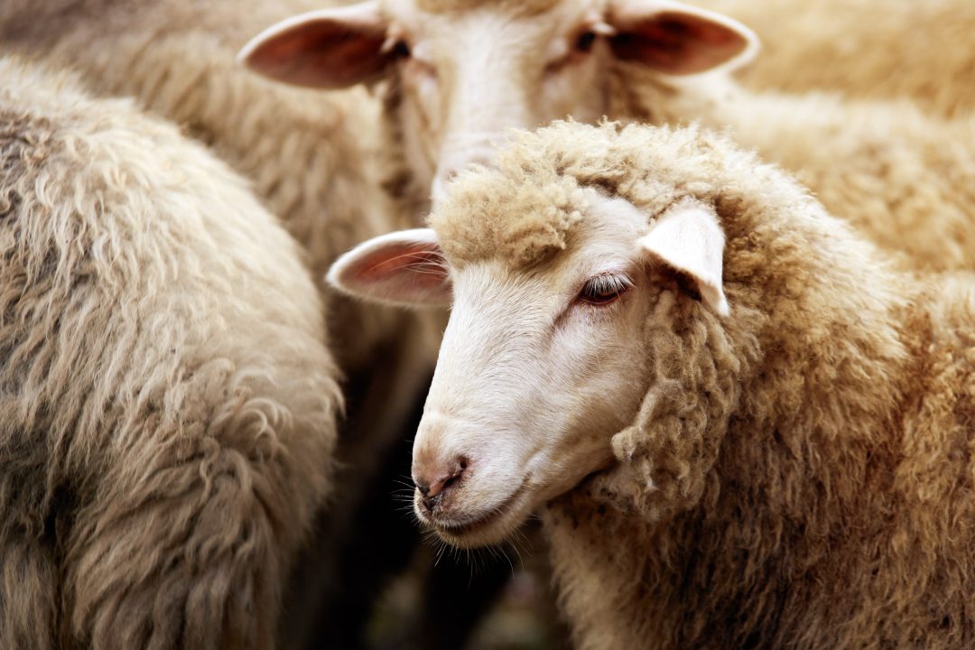 Teenager, 17, charged in connection death of sheep in Aberdeen
