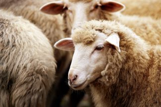 Teenager, 17, charged in connection death of sheep in Aberdeen