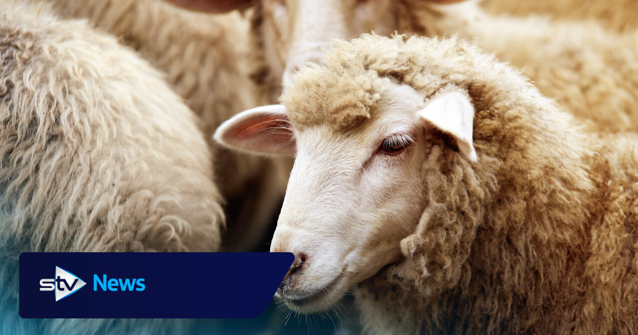 More cases of bluetongue virus detected in sheep in Scotland