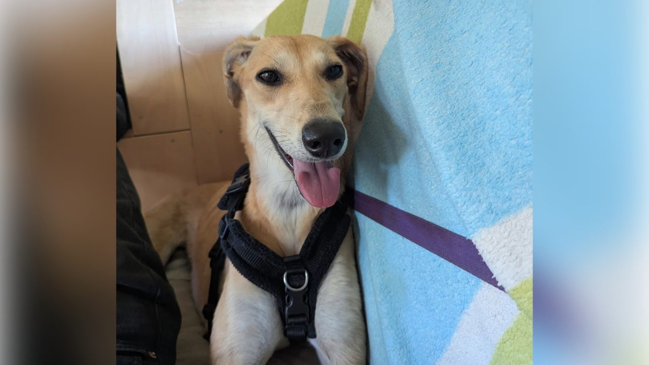 Abandoned lurcher with limp found on duvet in field on Valentine’s Day