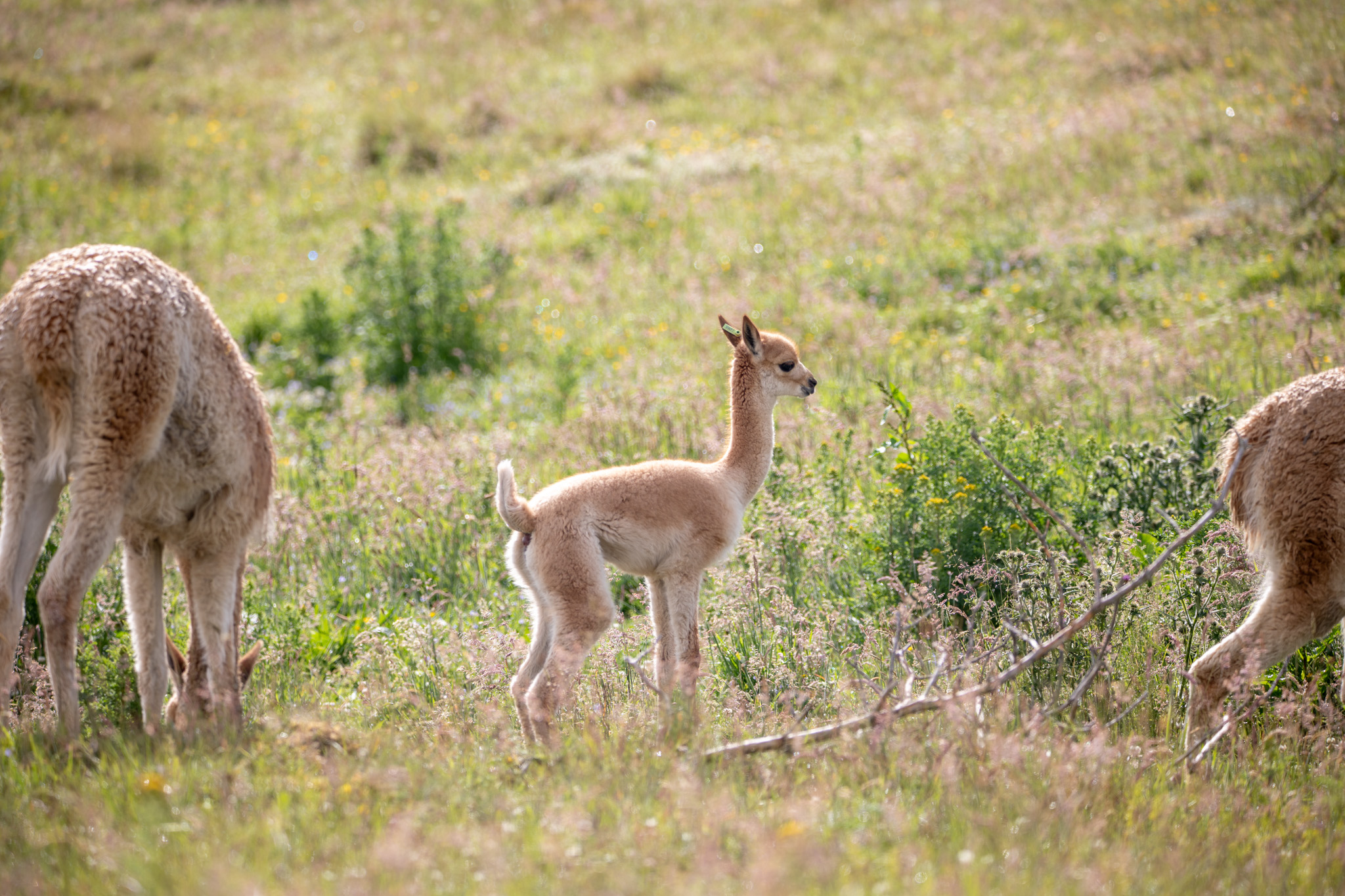 Xoco, baby vicuna born at Highland Wildlife Park. Image: RZSS