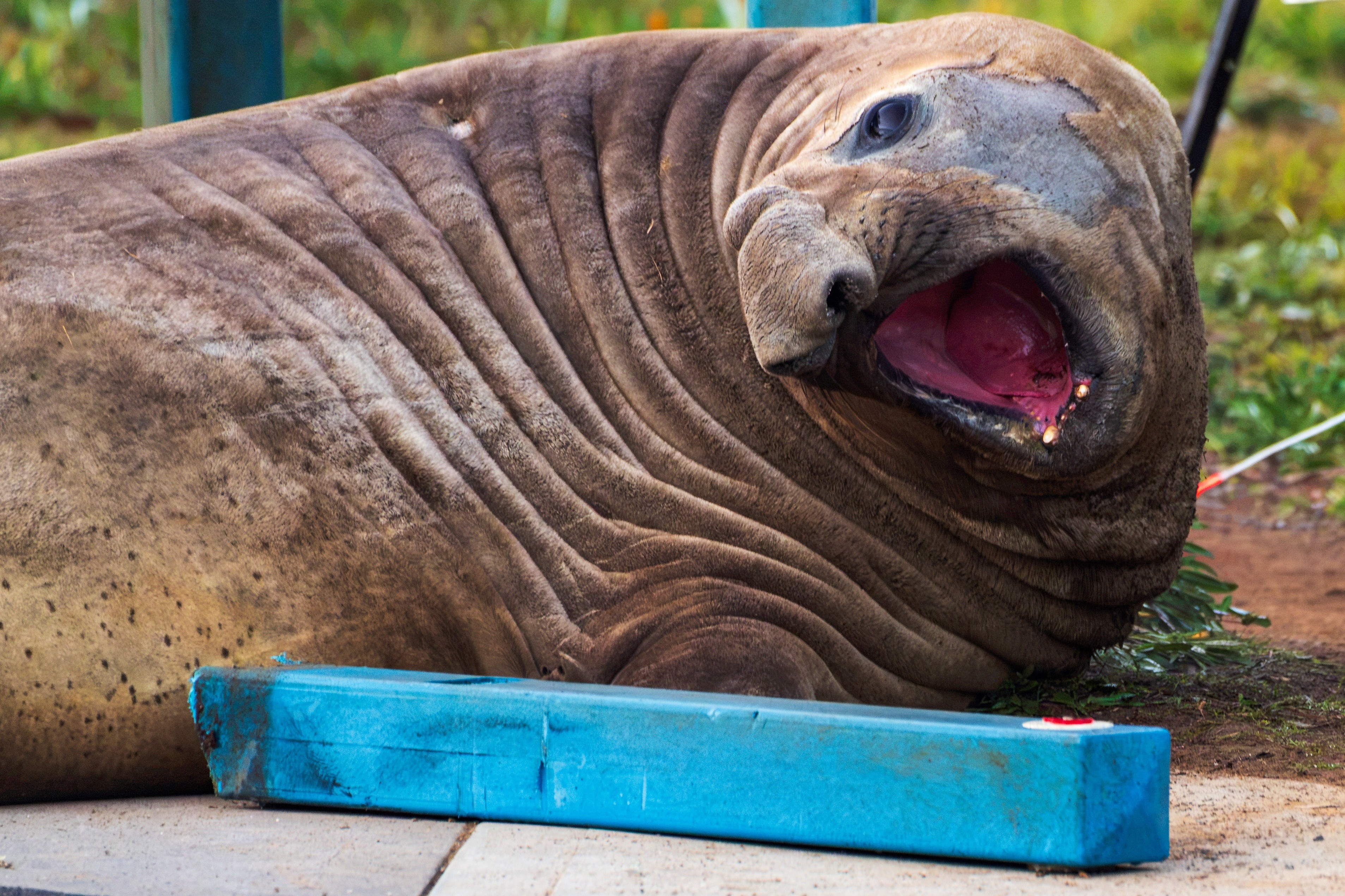 Neil’s behaviour is normal for seals, but somewhat problematic for human infrastructure