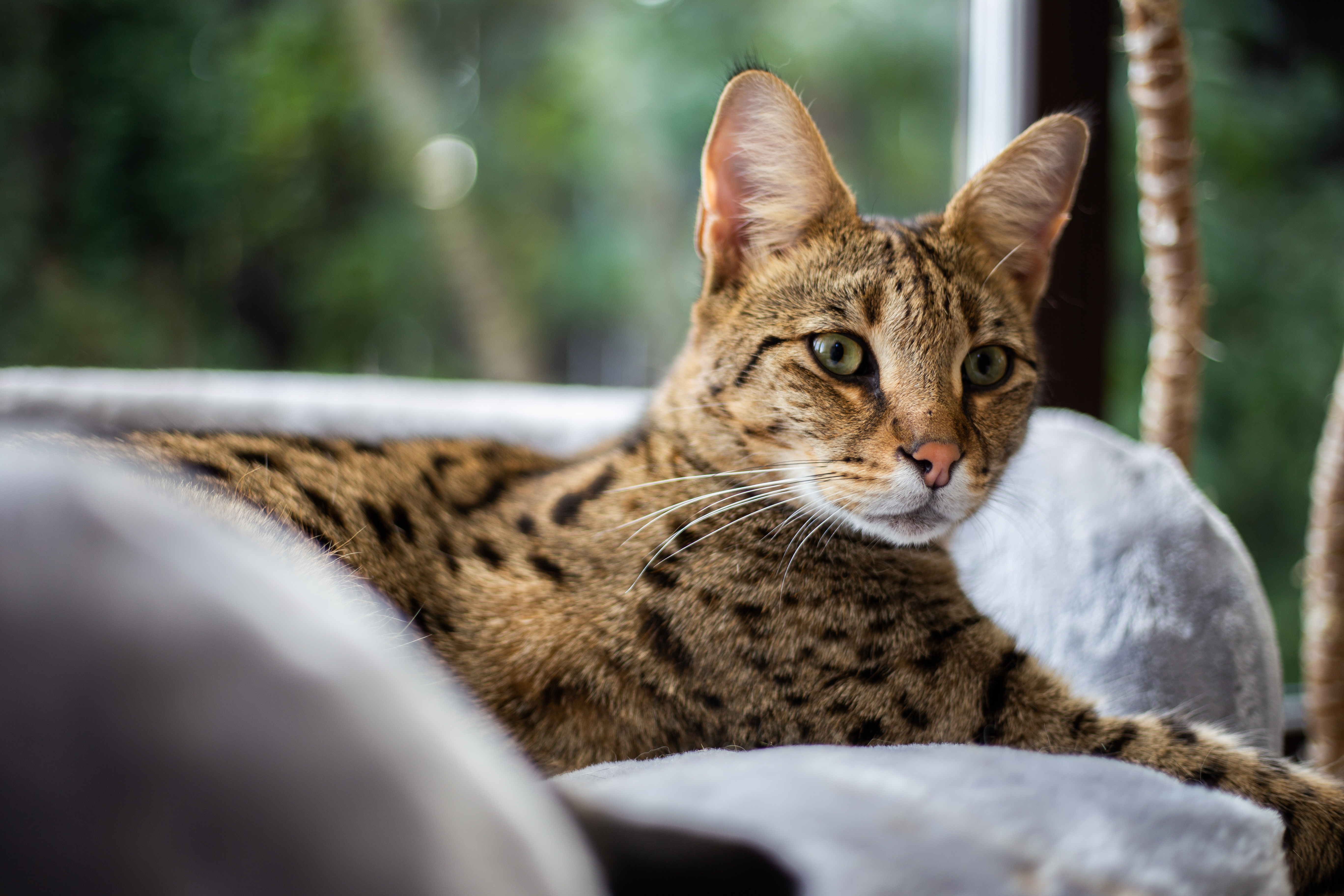 Born Free has noted a rise in small wild cats, such as Savannah's in Scotland