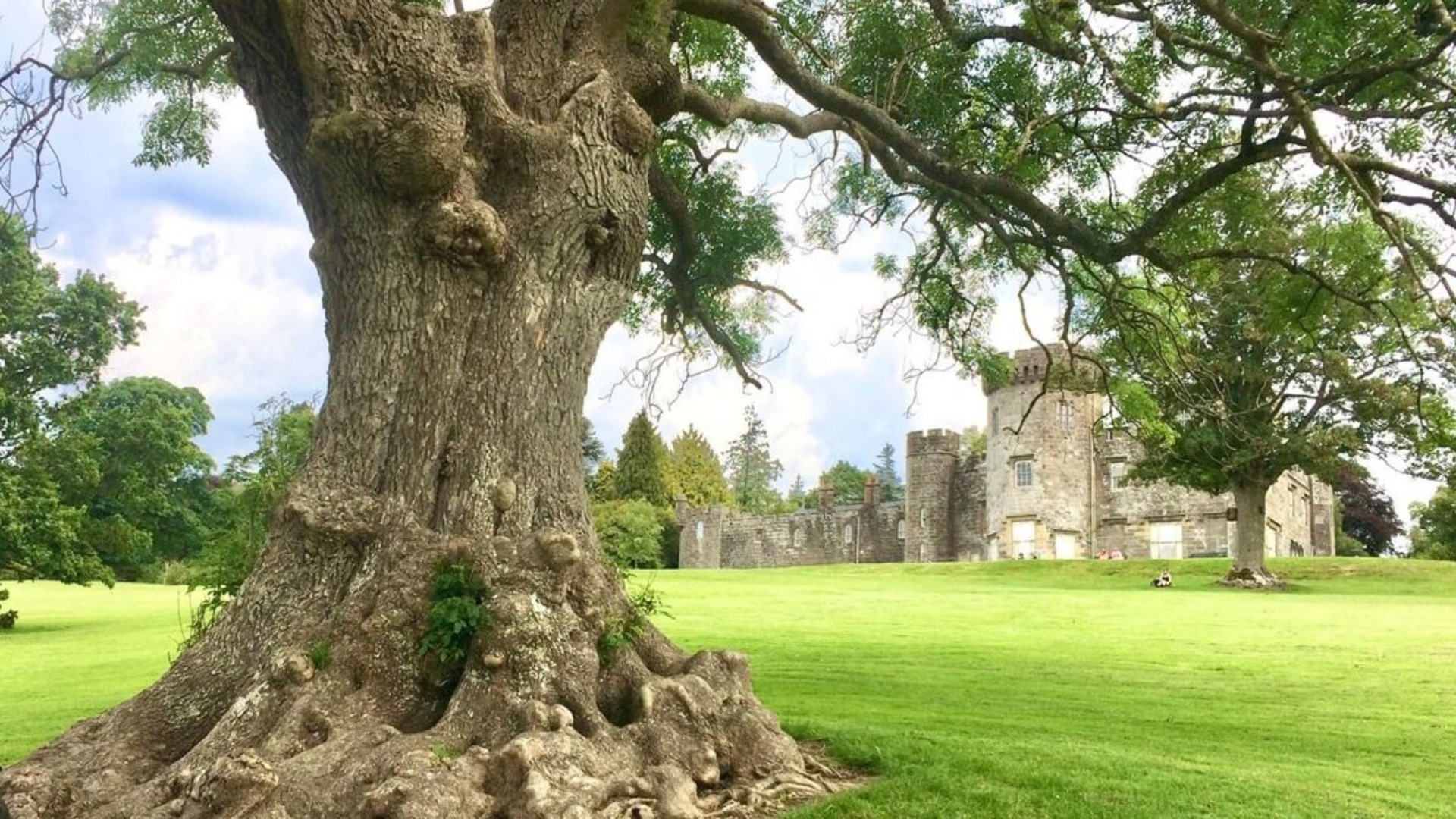 The fascinating shape of the Balloch Castle Ash