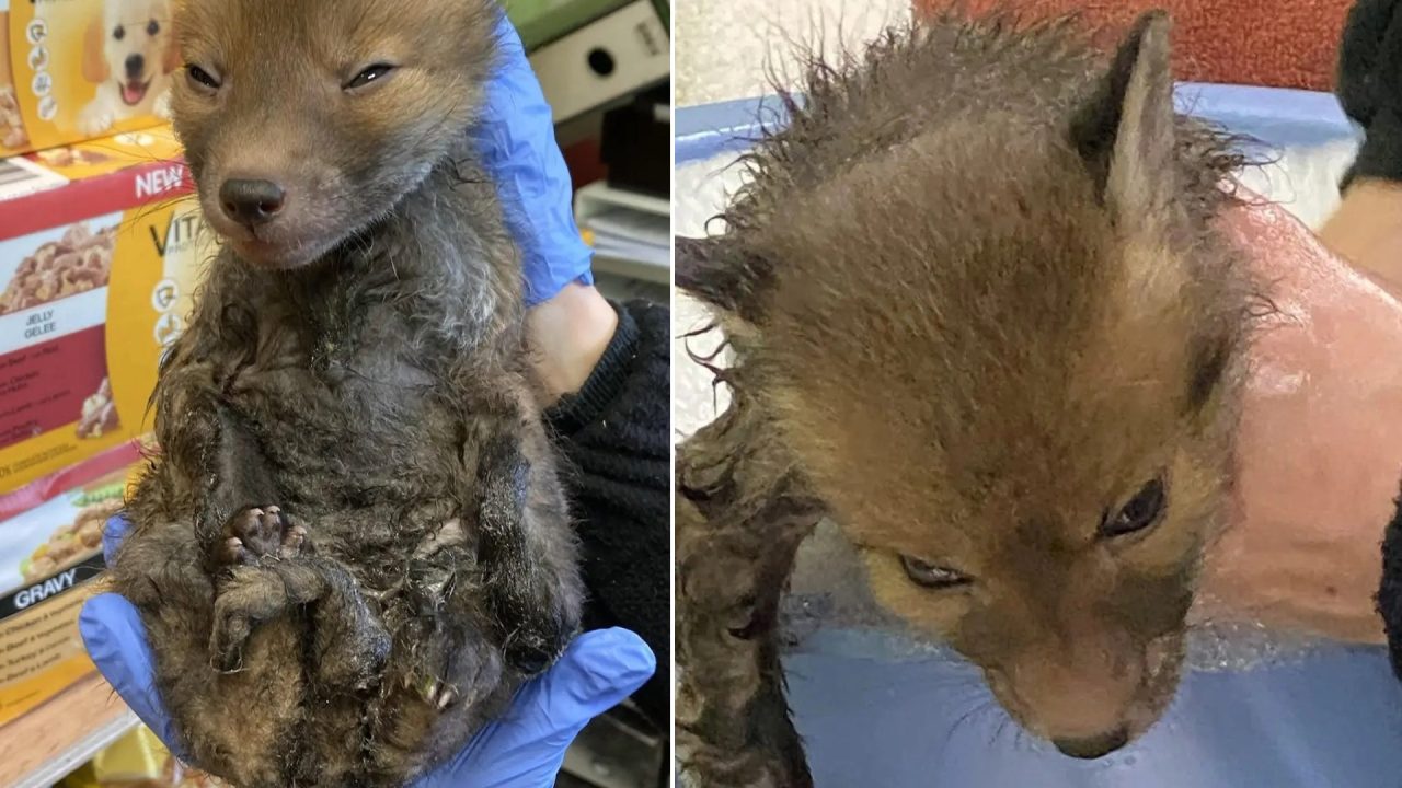 Glue trap ban enforcement will ‘spare animals from suffering’ says charity