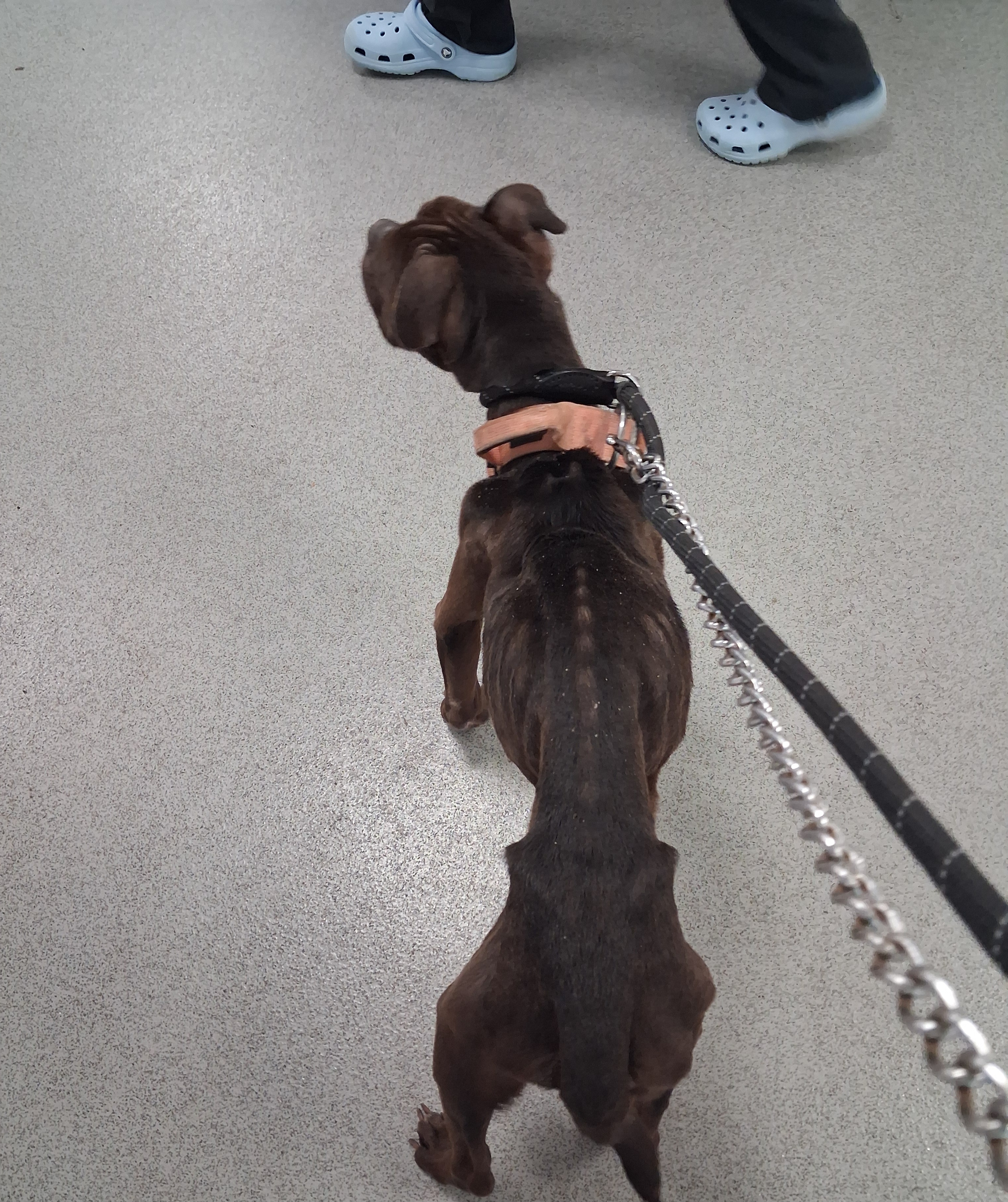 The dog was found to be in a 'very poor state'