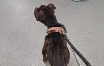 Emaciated dog handed into vets after being found wandering near Ayrshire farm