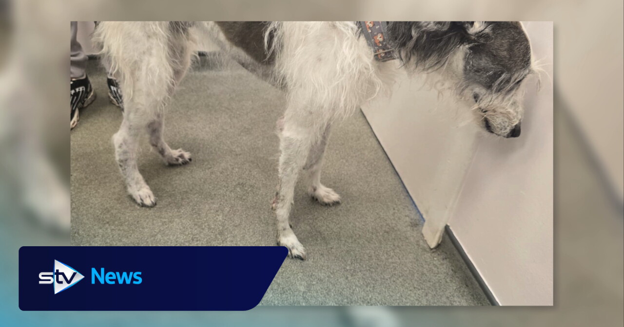 'I will never trust boarders again after my dog was abused'