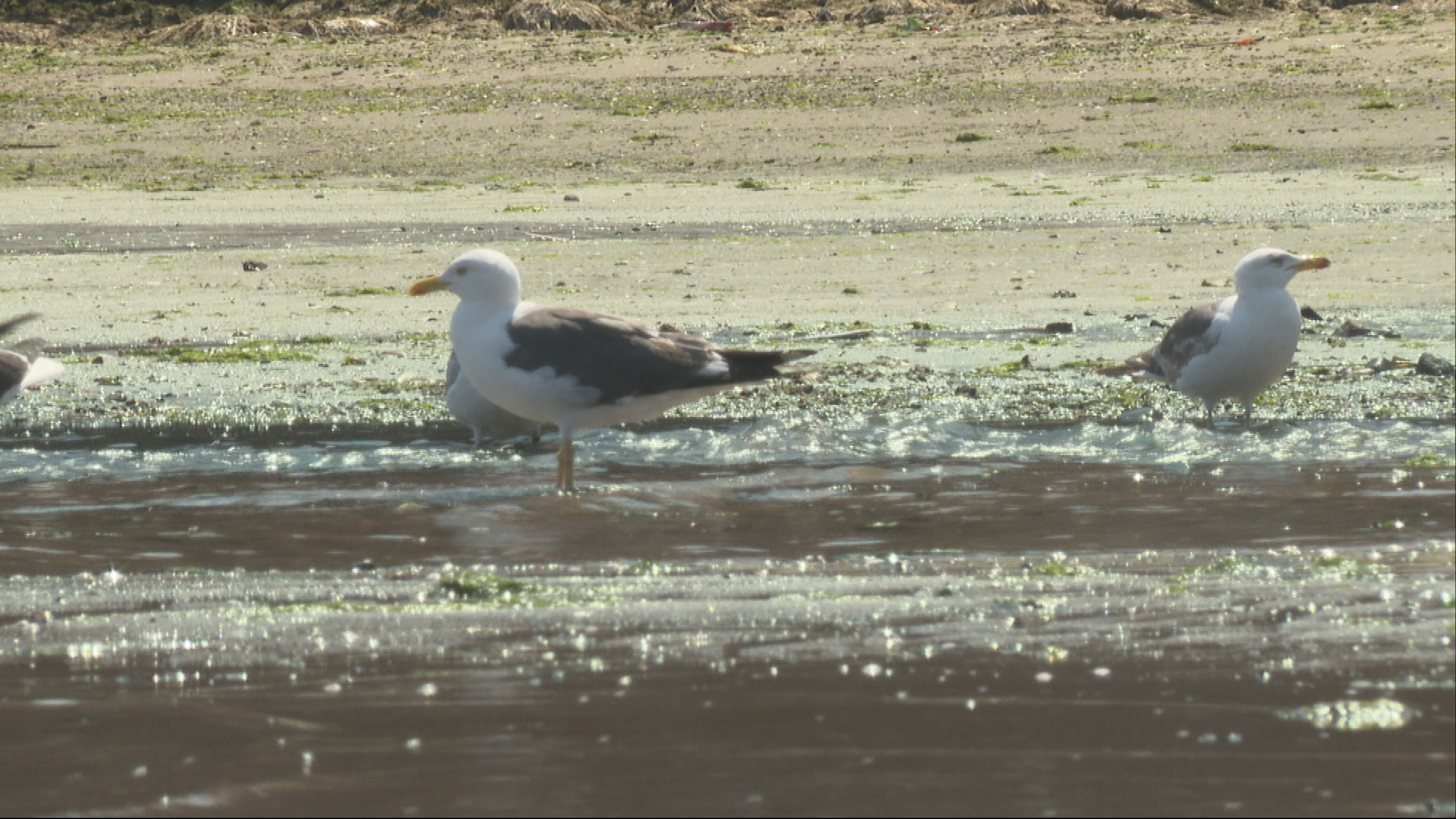 SEPA says rise in E. coli due to gull fouling