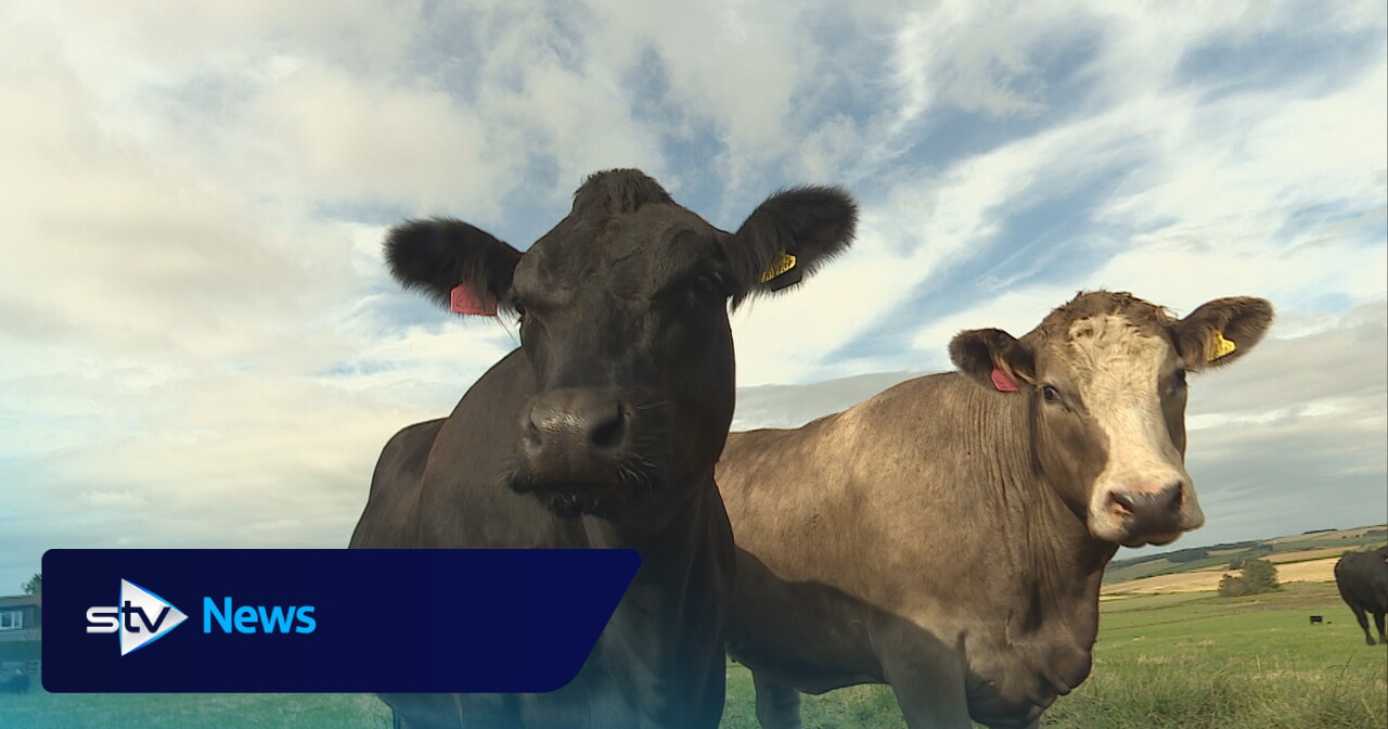 New bluetongue restrictions to come into force in south-west Scotland
