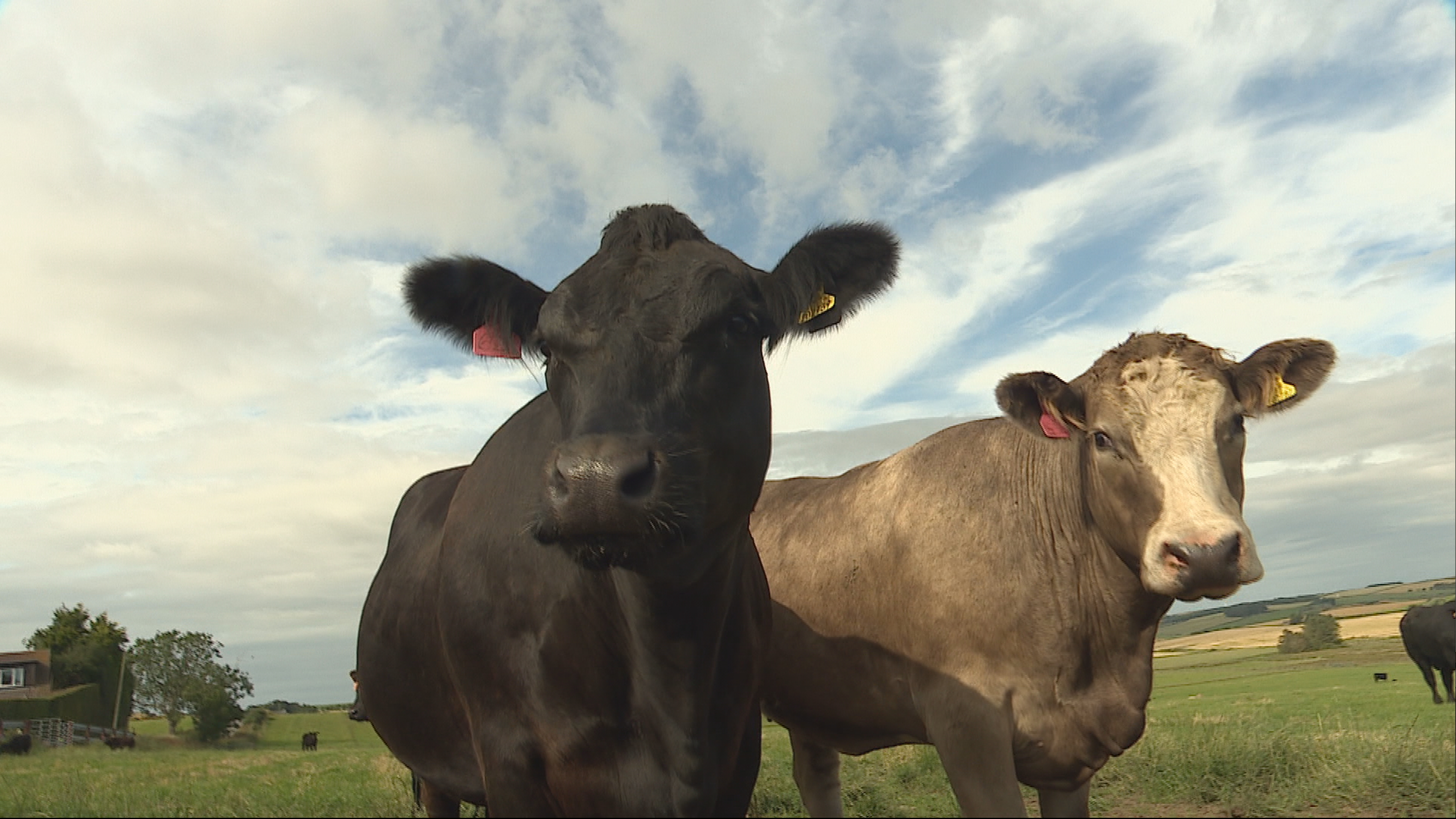 Cows on Cloffrickford Farm