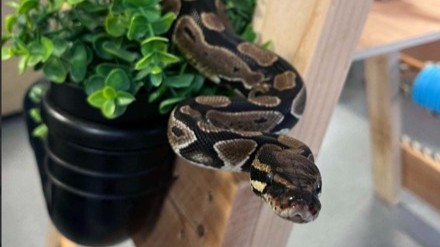Abandoned python found in bag among hundreds of snakes rescued by Scottish SPCA over five years