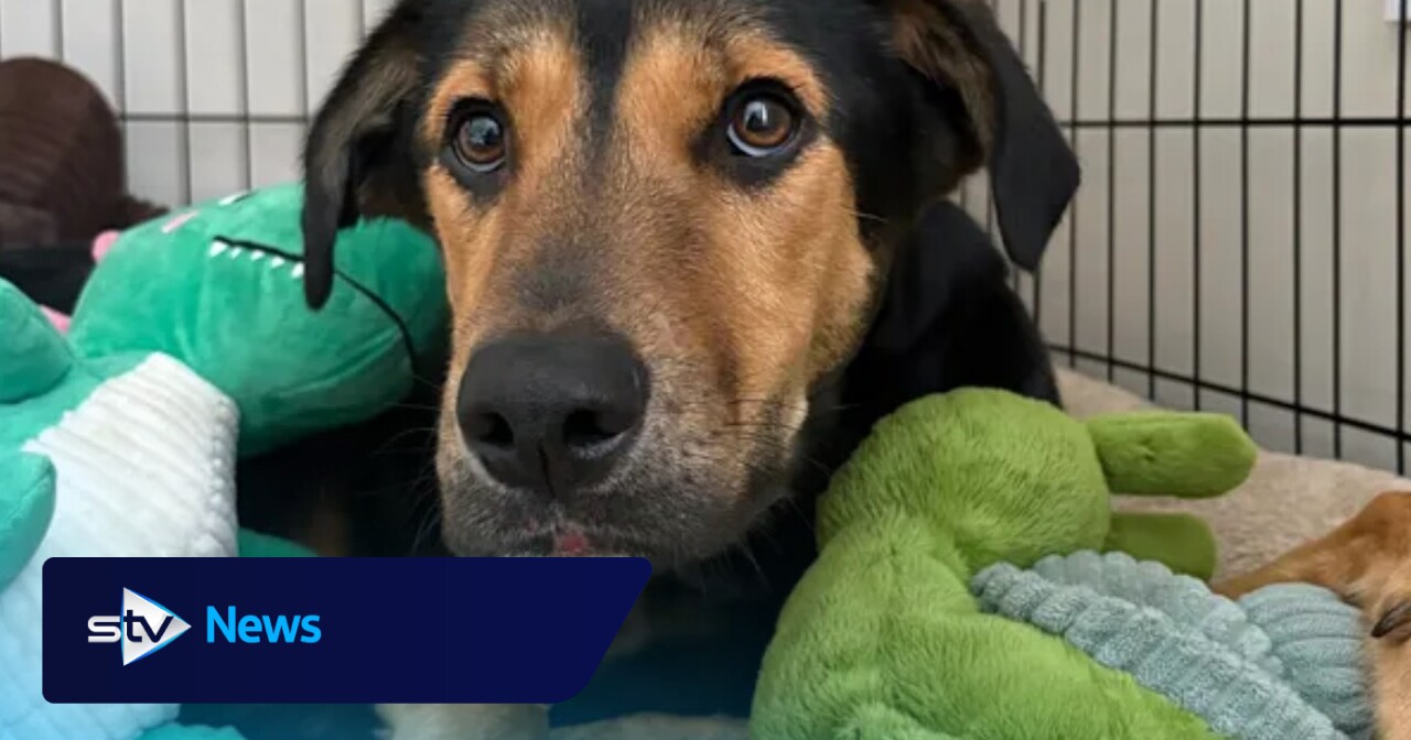 Woman reunited with dog that was struck by car after going missing for ...