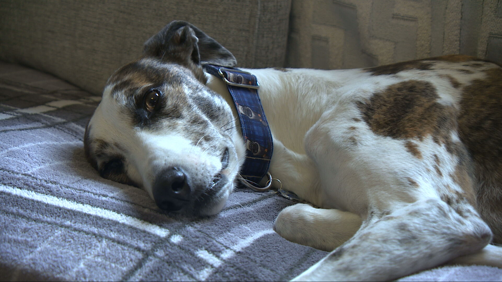 Karen says her other dog Hamish looked thinner than normal' after staying at the unlicensed boarders