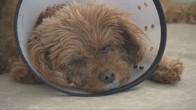 Owners fear pet’s eye removal linked to recalled premium dog food