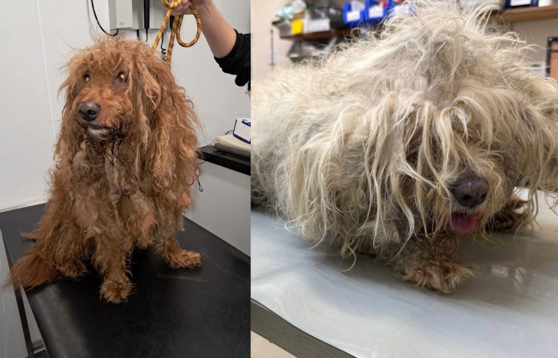 Shetland couple caused two dogs ‘unnecessary suffering’ through severely matted fur