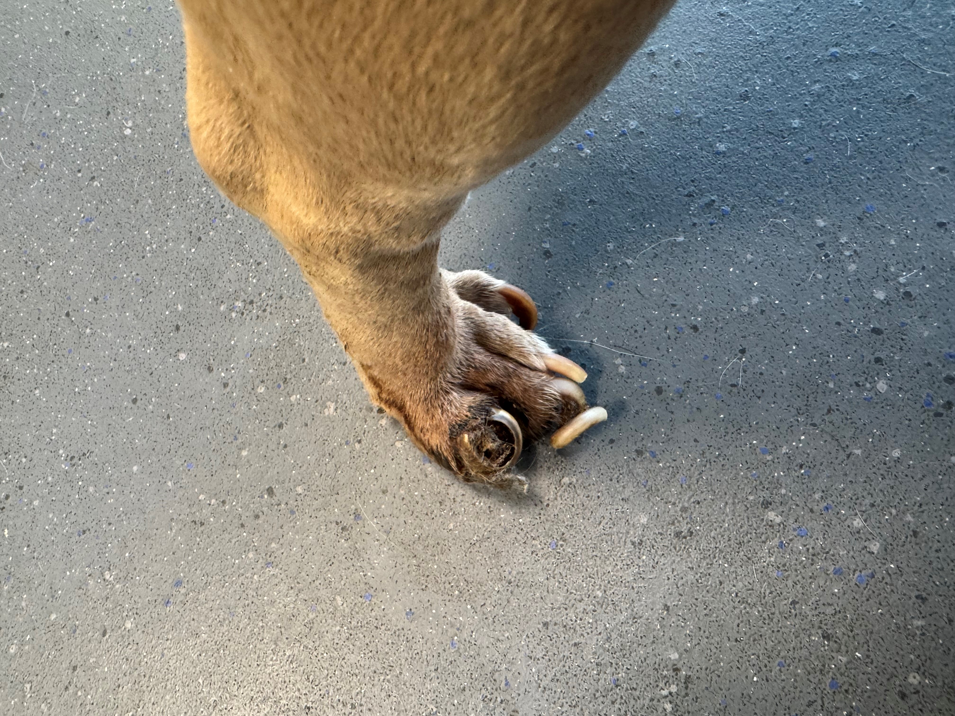 Tiko's toenails curled into his paws