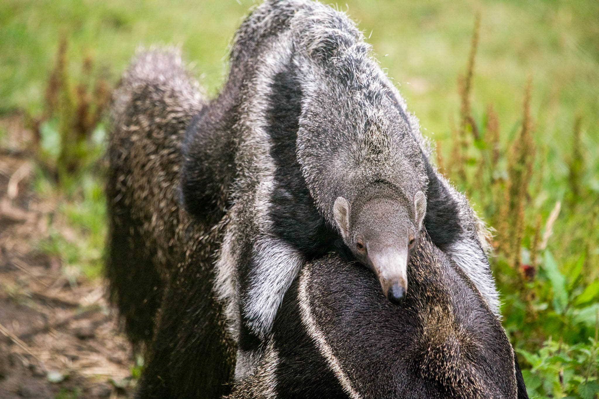 Anteaters carry their young on their backs for up to 10 months