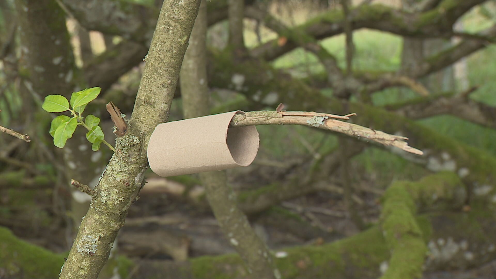 Empty toilet roll hanging on tree branch