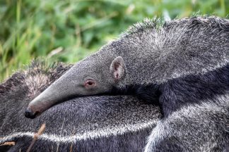 Anteater pup at Edinburgh Zoo revealed as boy